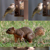 Pic Collage