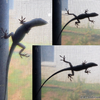 A Visitor 