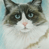 Ragdoll