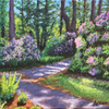 Dappled Rhododendron Walk