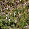 bear grass