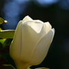 Magnolia Bloom