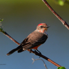 Vermillion Flycatcher 