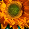 SunFlower-1