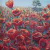 Poppies in Bloom