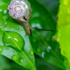 lonely snail