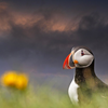Puffin 4