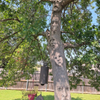 Tree Faces 6
