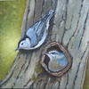 Nesting Nuthatch 