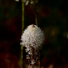 bear grass 