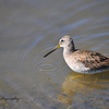 Long Billed Dowitcher 