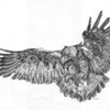Golden Eagle