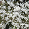 Starflower