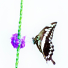 Giant Swallowtail P0187