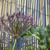 The Pollinators Dream