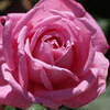 Pink Sunshine