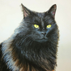 Fancy, the black cat