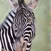 Kate's Zebra