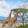 Giraffes