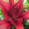 RED LILY