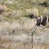 Sand Hill Crane