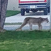 and you thought you had a cat peoblem. :)
