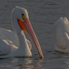 Pelicans at Bill Nichols Pond - September 8  2025