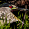 Night Heron -  September 19  2026