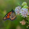 Monarch 