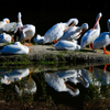 American White Pelicans
