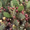 Cacti 