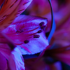 Pink Lily Macro