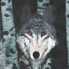 Grey Wolf