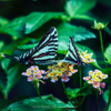 Zebra Swallowtail P0162