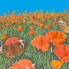 Buckeyes and Poppies #3 