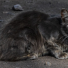 Blue Lake Feral Cat