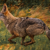 Coyote by Bill Nichols Pond - September 11  2025