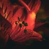 Red Lily Macro 2