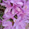 Rhododendron