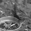 Potting Around