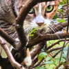 watchful eyes