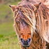 Icelandic horse 