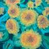 Teddy Bear Sunflowers