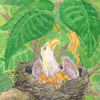 Griffin Chick