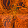 It lives inside the sun