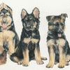 German Shepherd 