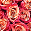 Rose Borquet, Costco, Lawrence, 06-04-2026