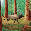 Elk in the Redwoods