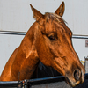 Beauty at the Horse Arena - October 4  2025