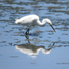 Snowy Egret 